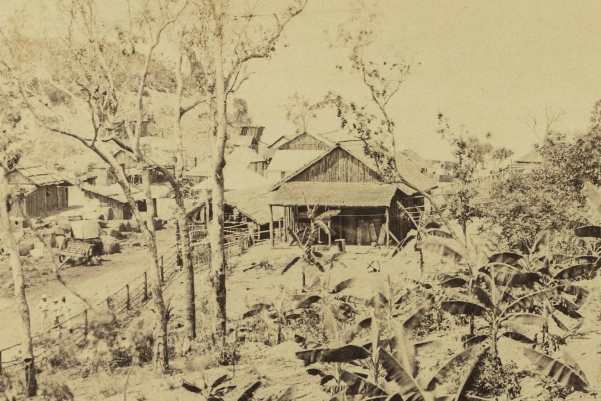 Banana garden, Palmerston 1869