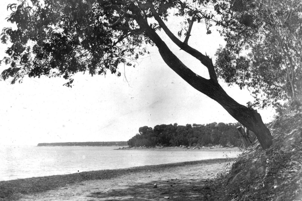 Black and white photograph of coastline with tree overhanging the beach.