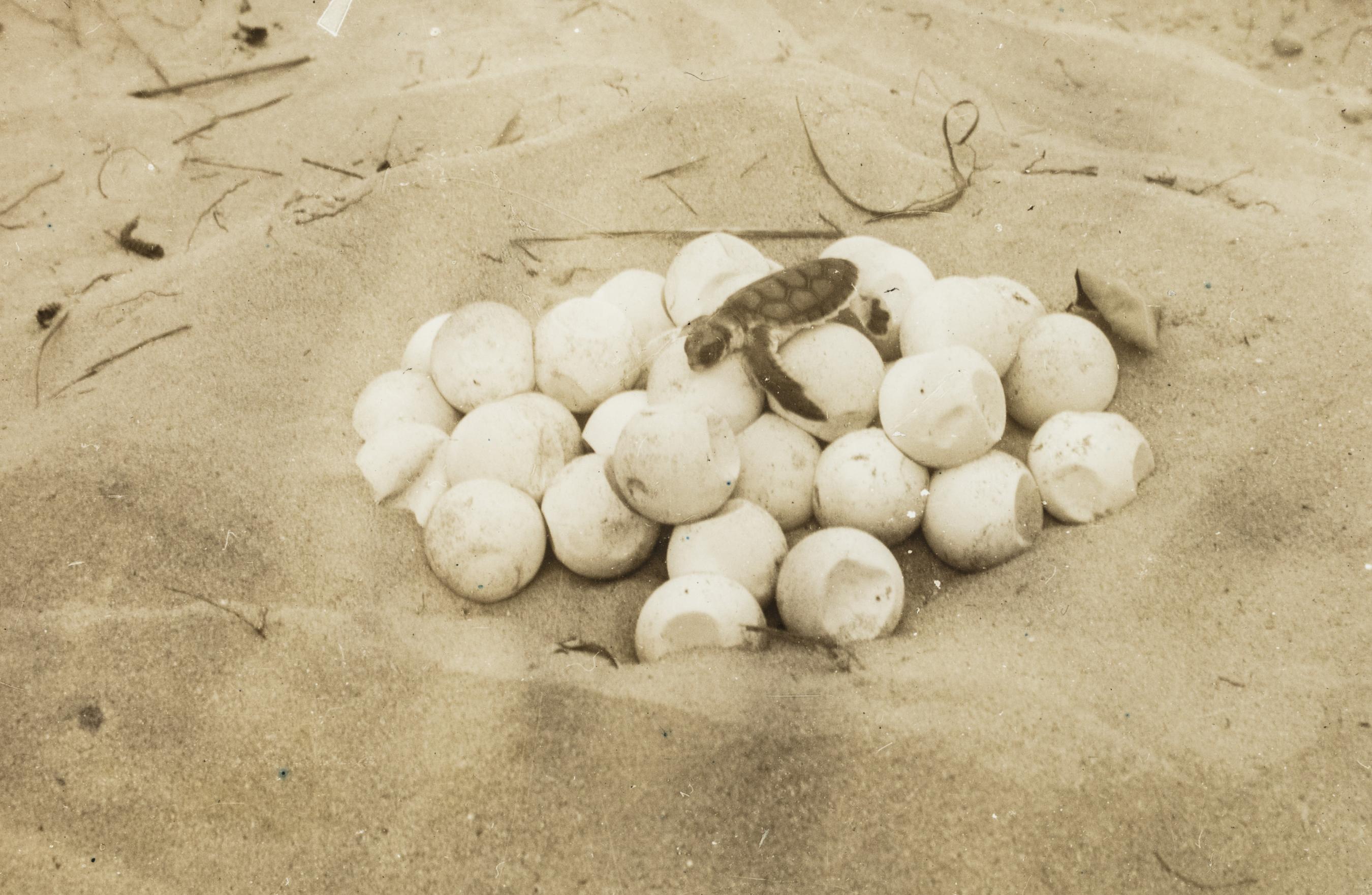 Sepia photograph of a baby turtle resting atop a nest of turtle eggs in the sand.