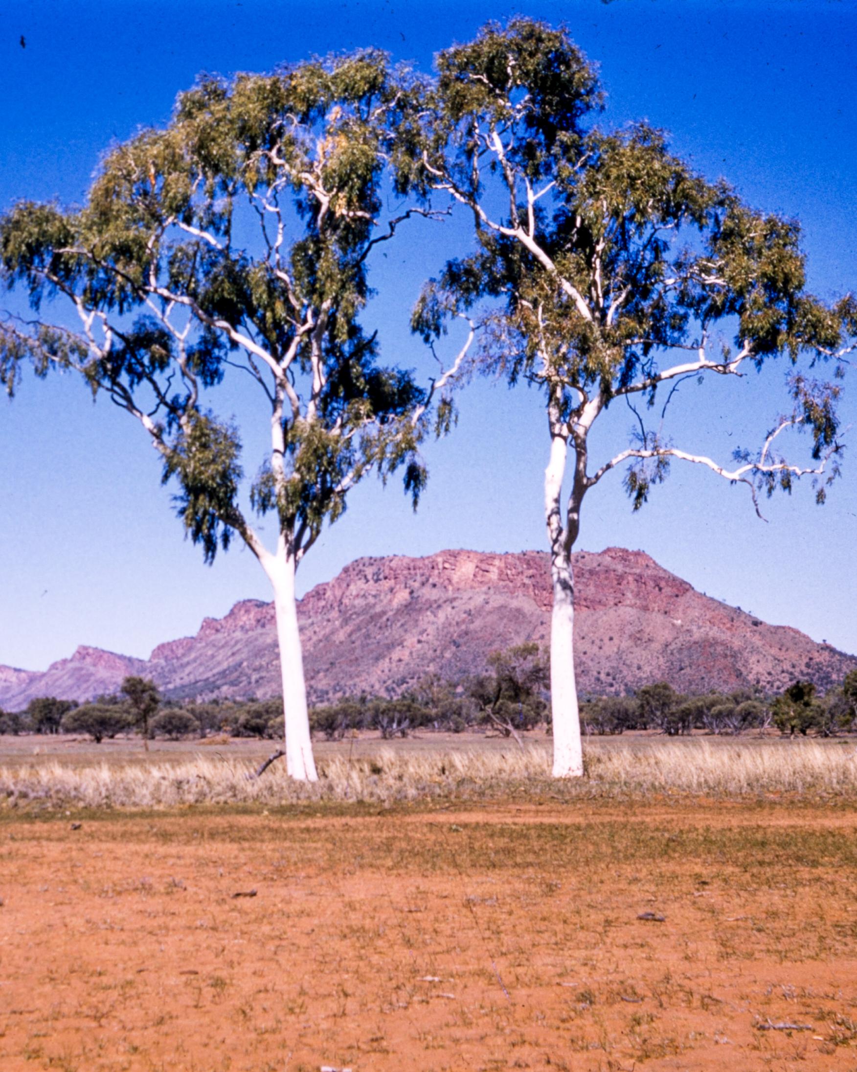 Two gum trees in a red dirt pasture in front of a rock formation.