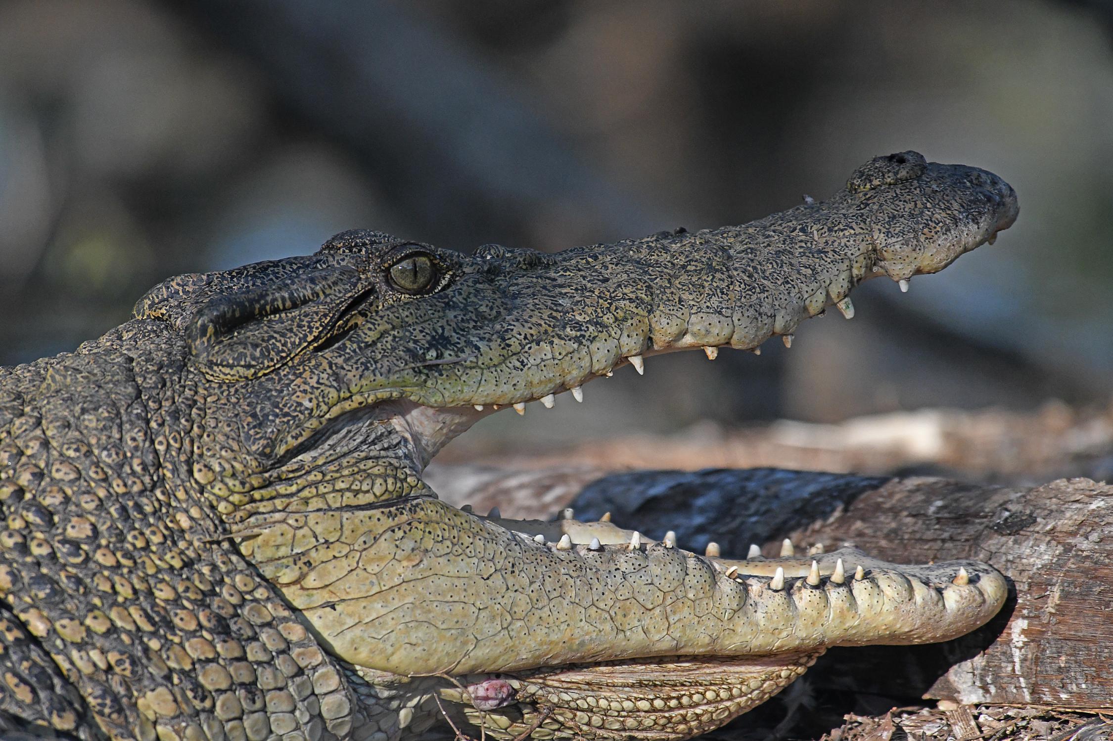 Picture of small crocodile with mouth open exposing teeth