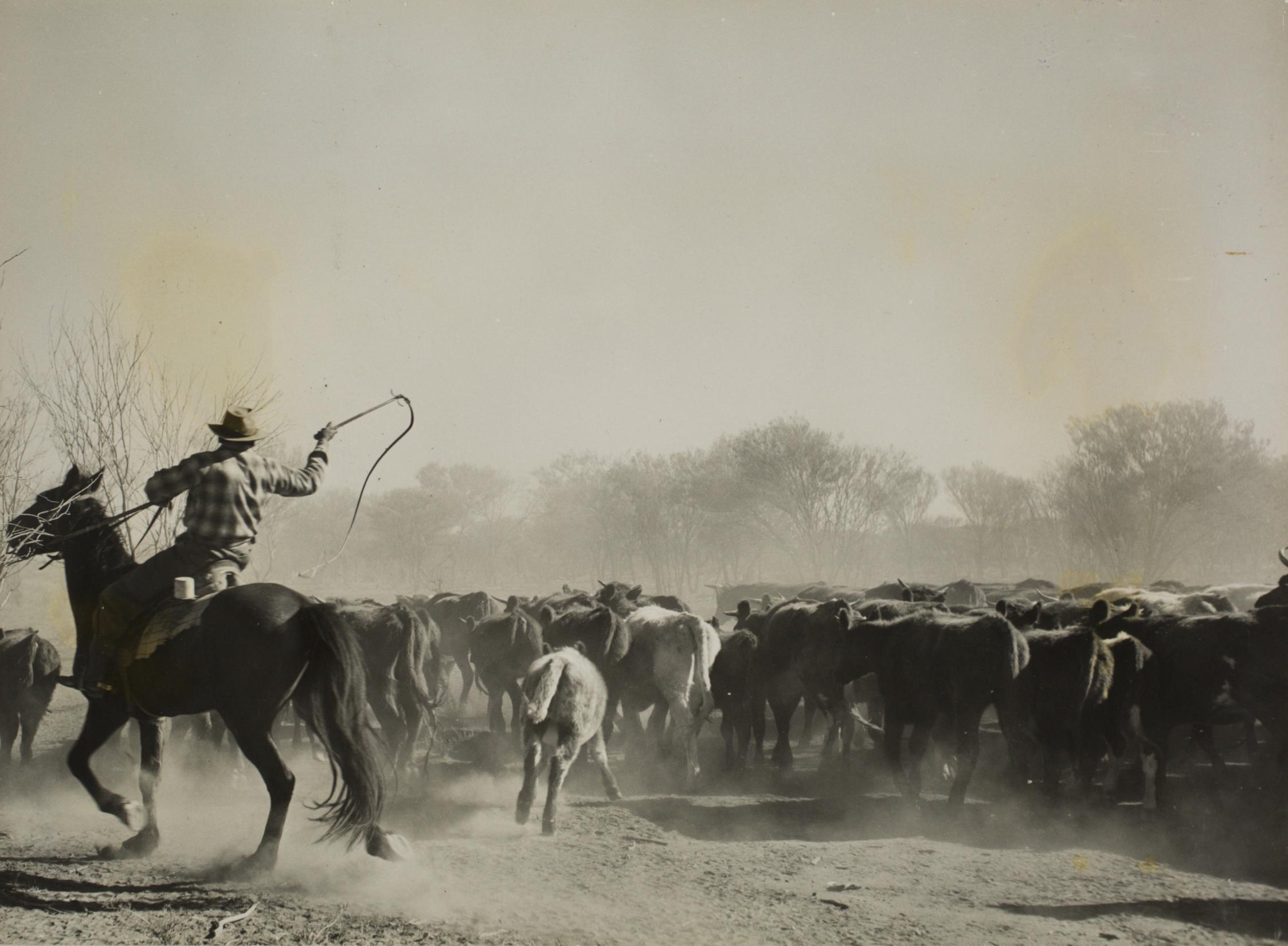 man on a horse with a whip rounding up a bunch of cattle. 