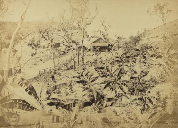 Banana garden beside road leading down to main survey camp at the base of Fort Hill, 1869