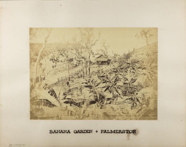 Framed image of Banana garden beside road leading down to main survey camp at the base of Fort Hill, 1869