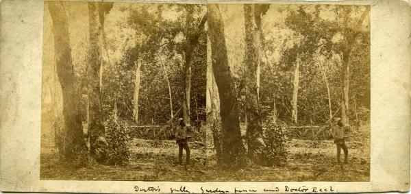 Stereoscopic image of Doctor Peel at Doctor's Gully Garden, 1869