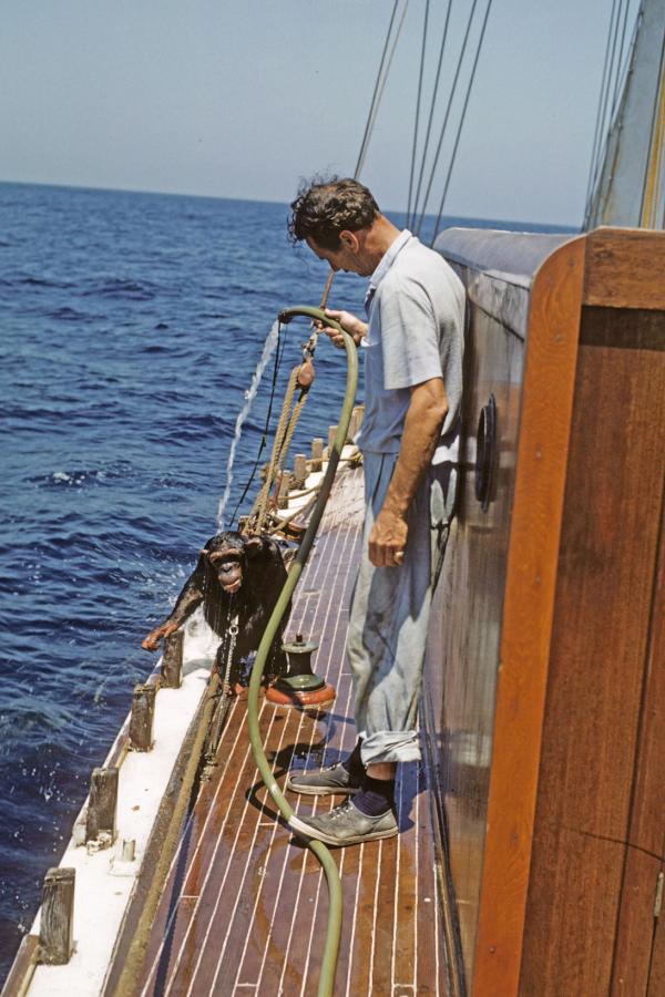 A chimpanzee is hosed down on the deck of a yacht at sea.