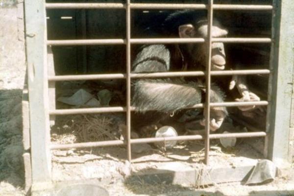 A chimpanzee is confined in a cage.