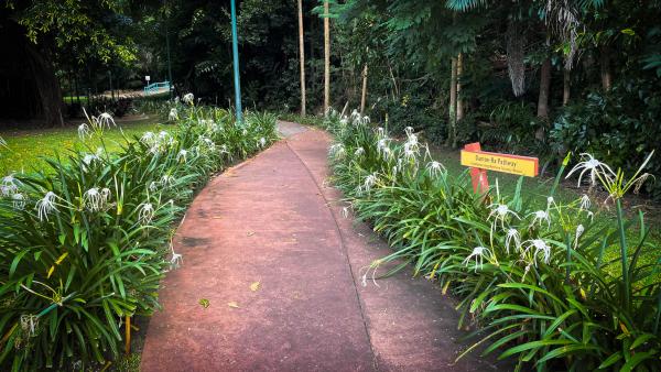 Photo of the entry to Damoe-Ra Park. White spider lilies are planted along a curving pathway.
