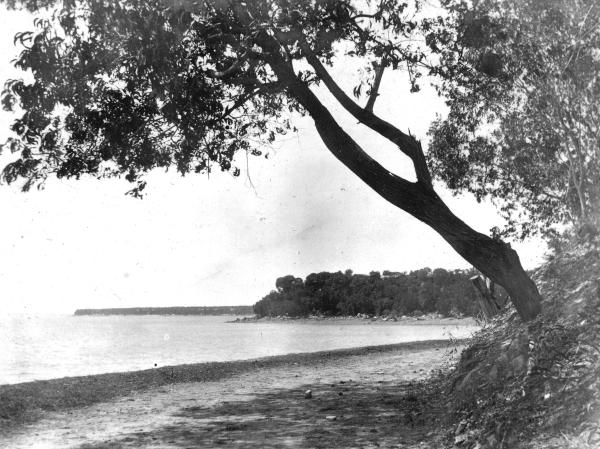 Black and white photograph of coastline with tree overhanging the beach.